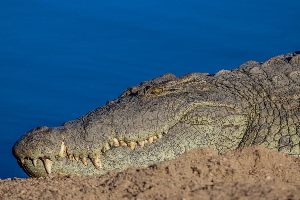 The vicious teeth of a crocodile can be seen here. The vicious teeth of a crocodile can be seen here.