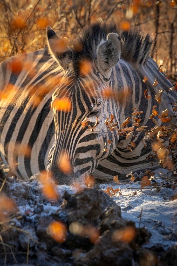 Sabi Sabi Devon Jansen Zebra Sabi Sabi Devon Jansen Zebra