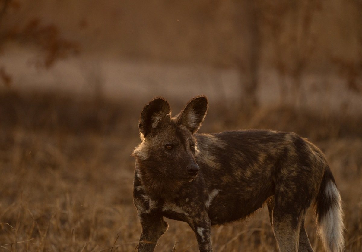 Sabi Sabi Viviane Ladner Wild Dog Sabi Sabi Viviane Ladner Wild Dog