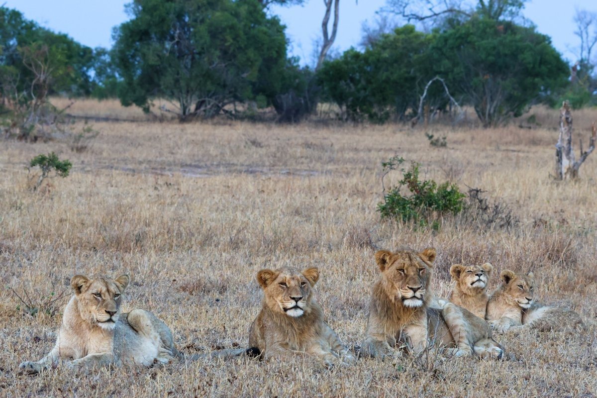 Sabi Sabi Jan Nel Msuthlu Pride In Veld Sabi Sabi Jan Nel Msuthlu Pride In Veld