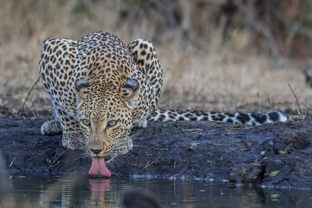 Sabi Sabi Ruan Mey Ntsumi Drinks At Waterhole Landscape Sabi Sabi Ruan Mey Ntsumi Drinks At Waterhole Landscape