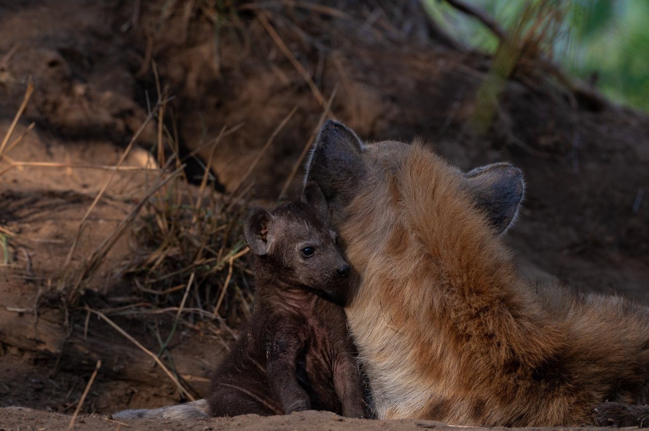 A hyena mother rests at the entrance of a termite mound den while her tiny cub snuggles close in the morning sun.