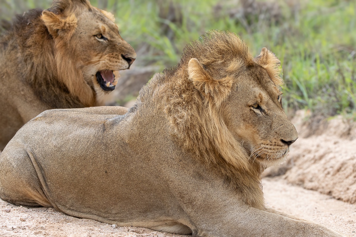 Sabi Sabi Ronald Mutero Male Lions