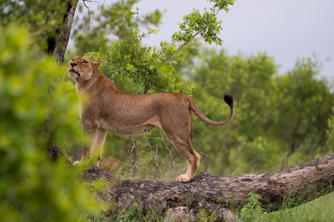 Sabi Sabi Viviane Ladner Southern Pride Member In Tree