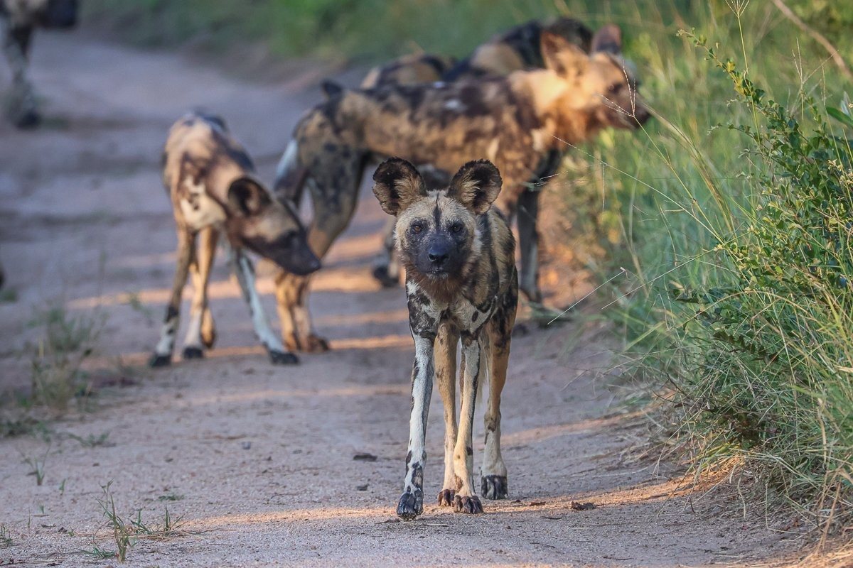 One by one, they rose from their resting spots, stretching and scanning the bush for their next hunting opportunity