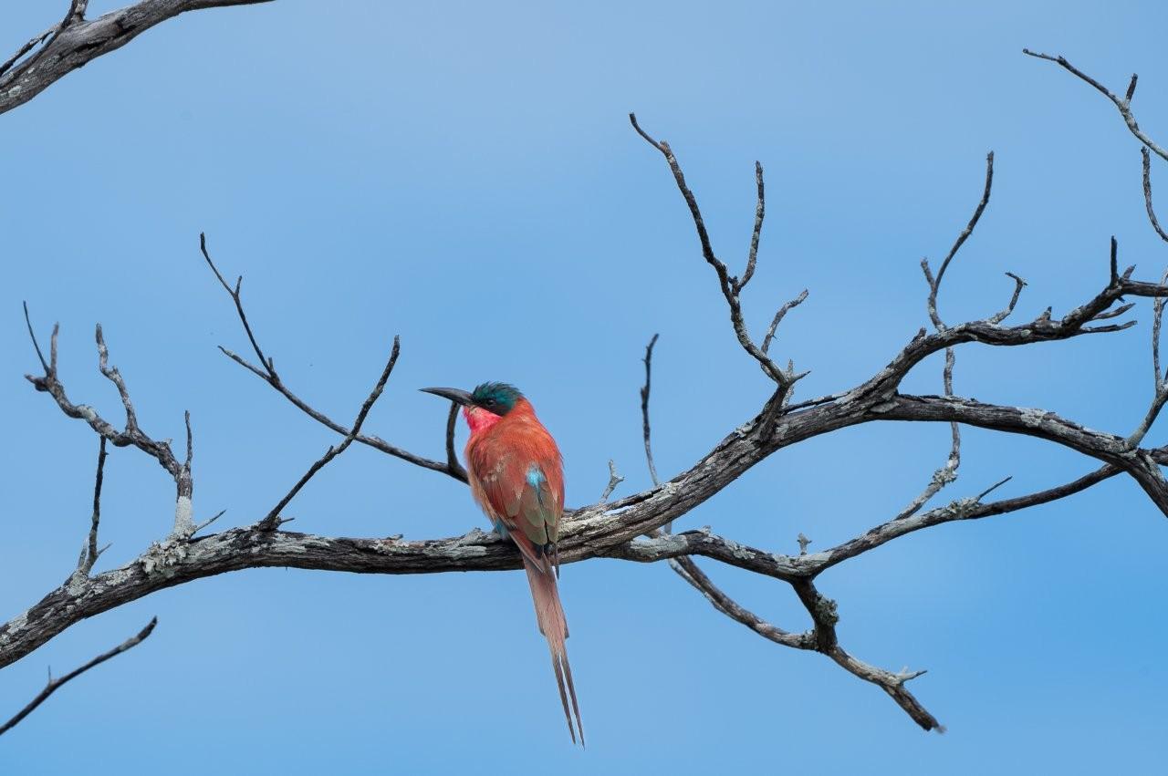 Southern carmine bee-eater perched on a bare branch at end of summer