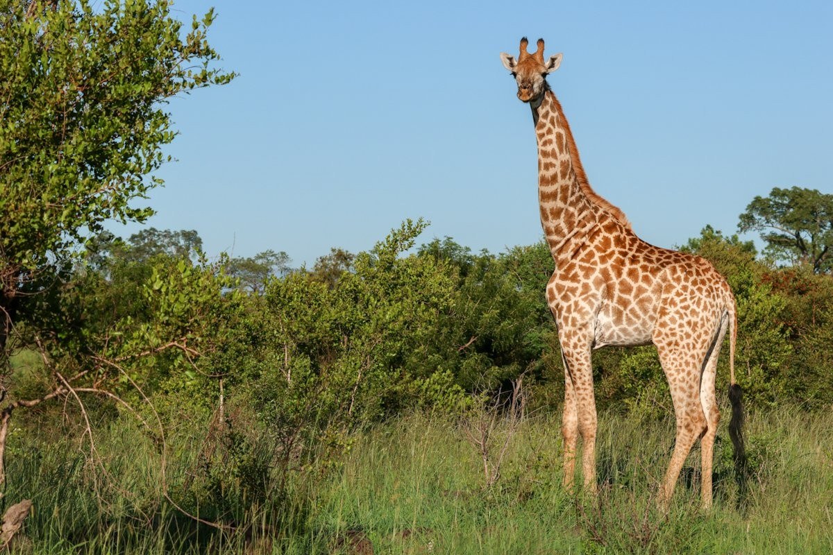 Female giraffe feeding on treetops, towering above the bush
