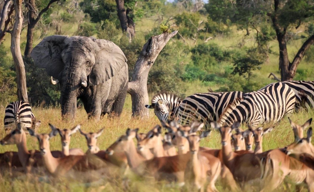 Mixed wildlife species gathered in the bushveld landscape during a calm safari moment