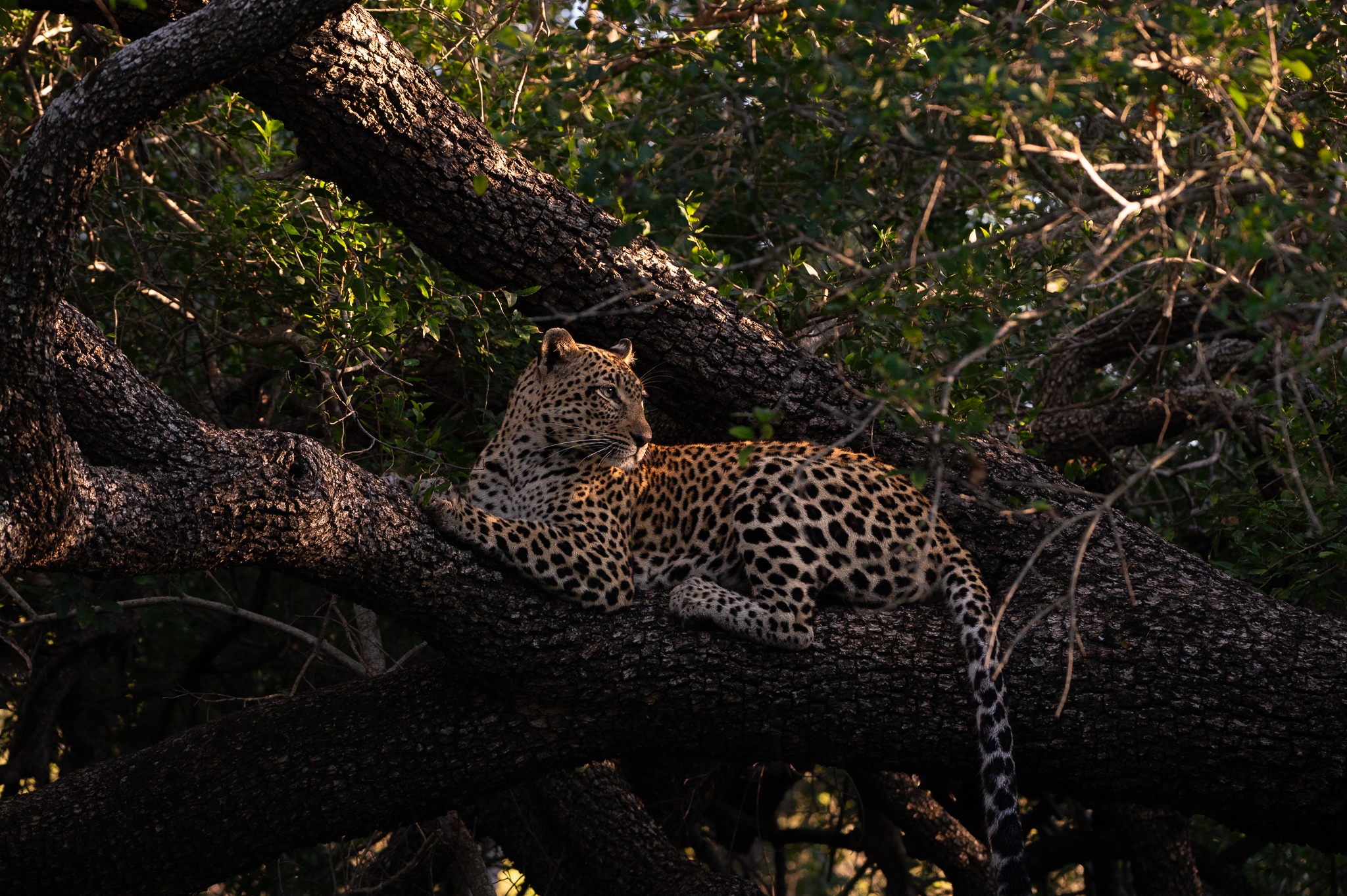 Sabi Sabi Viviane Ladner Tengile Cub