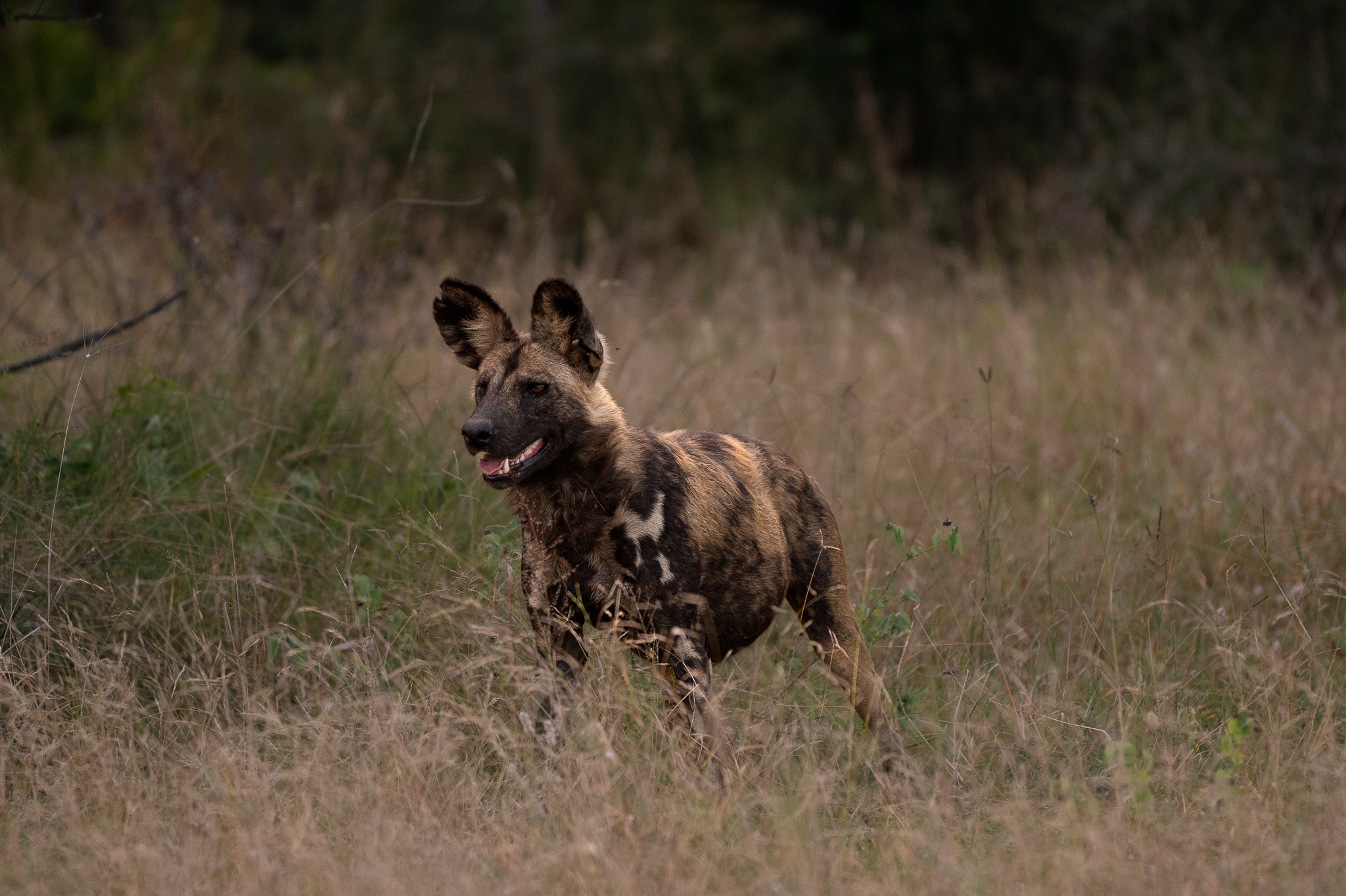 Sabi Sabi Viviane Ladner Wild Dogs