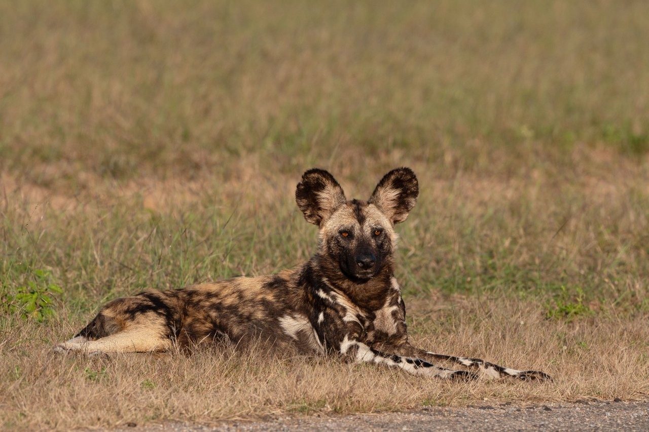 Sabi Sabi Viviane Ladner Wild Dog Pack Resting
