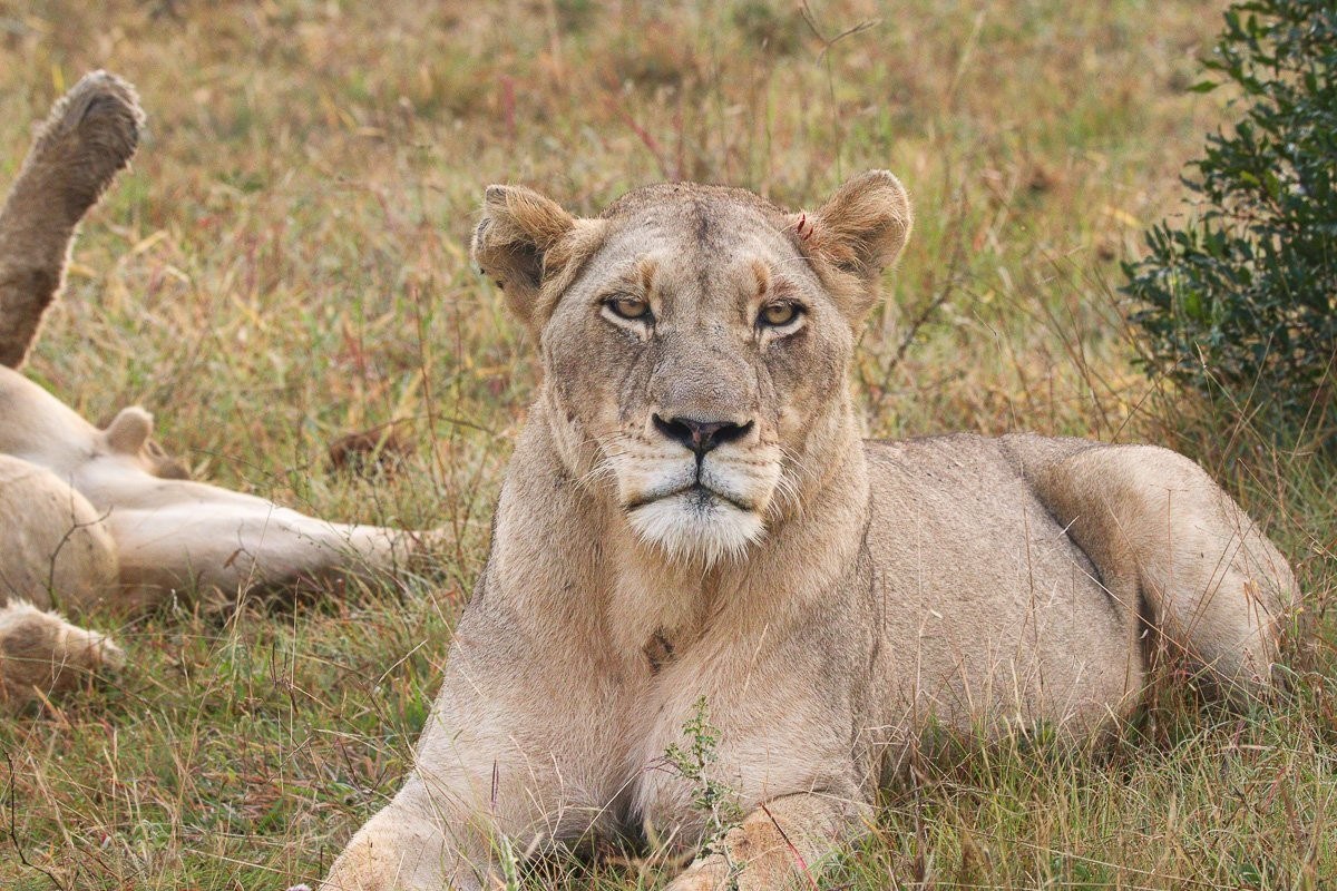 Msuthlu lioness listening to nearby pride members