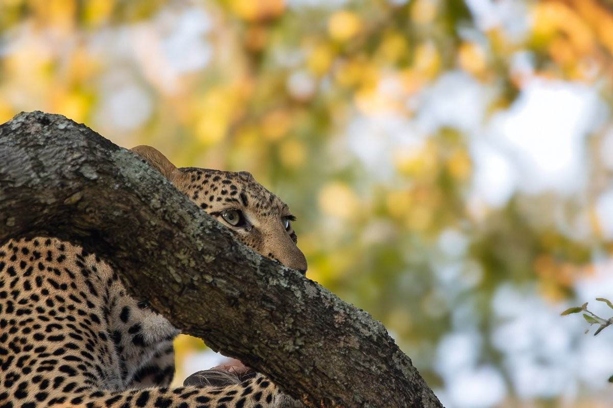 Kurhula leopard keeping watch over her elevated warthog kill.