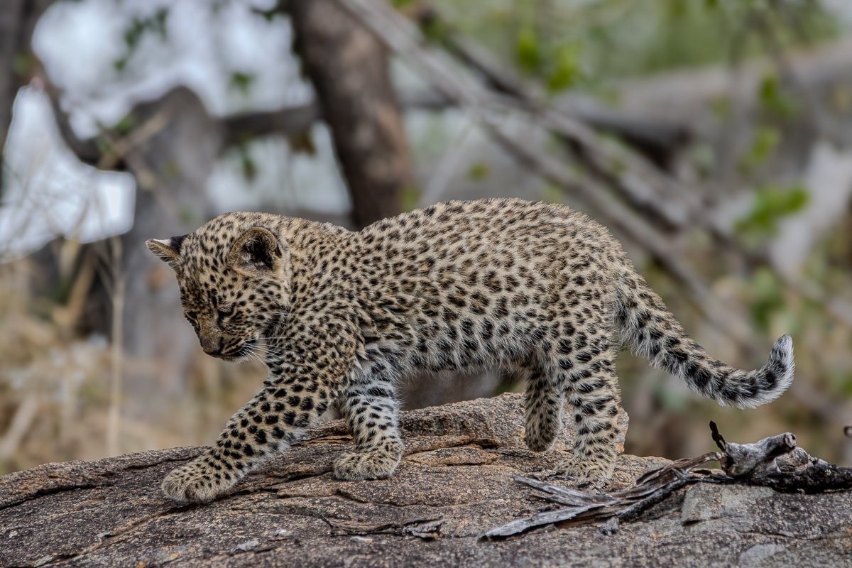 Sabi Sabi Ronald Mutero Golonyi Leopard Cubs Rocky Den 4