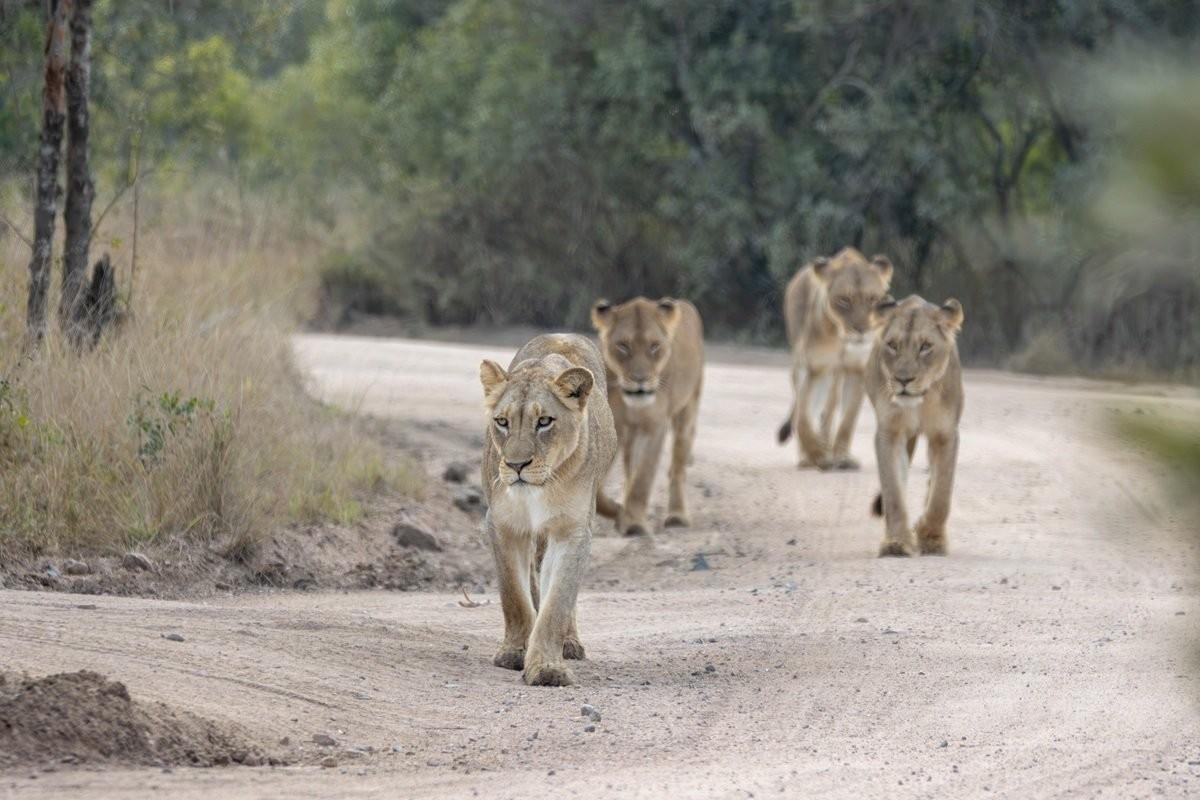 Sabi Sabi Ronald Mutero Msuthlu Pride Lions Resting After Feeding Sabi Sabi