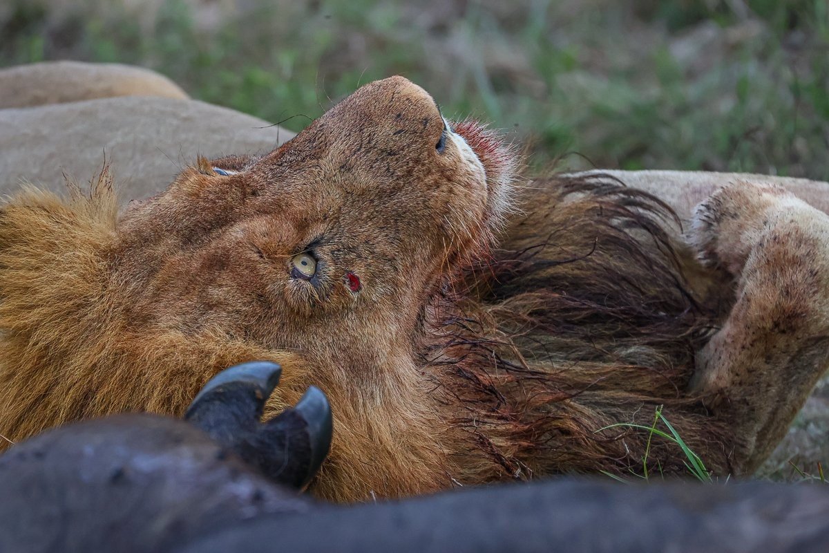 Nkuhuma and Talamati male lions at their buffalo kills in the African bush.