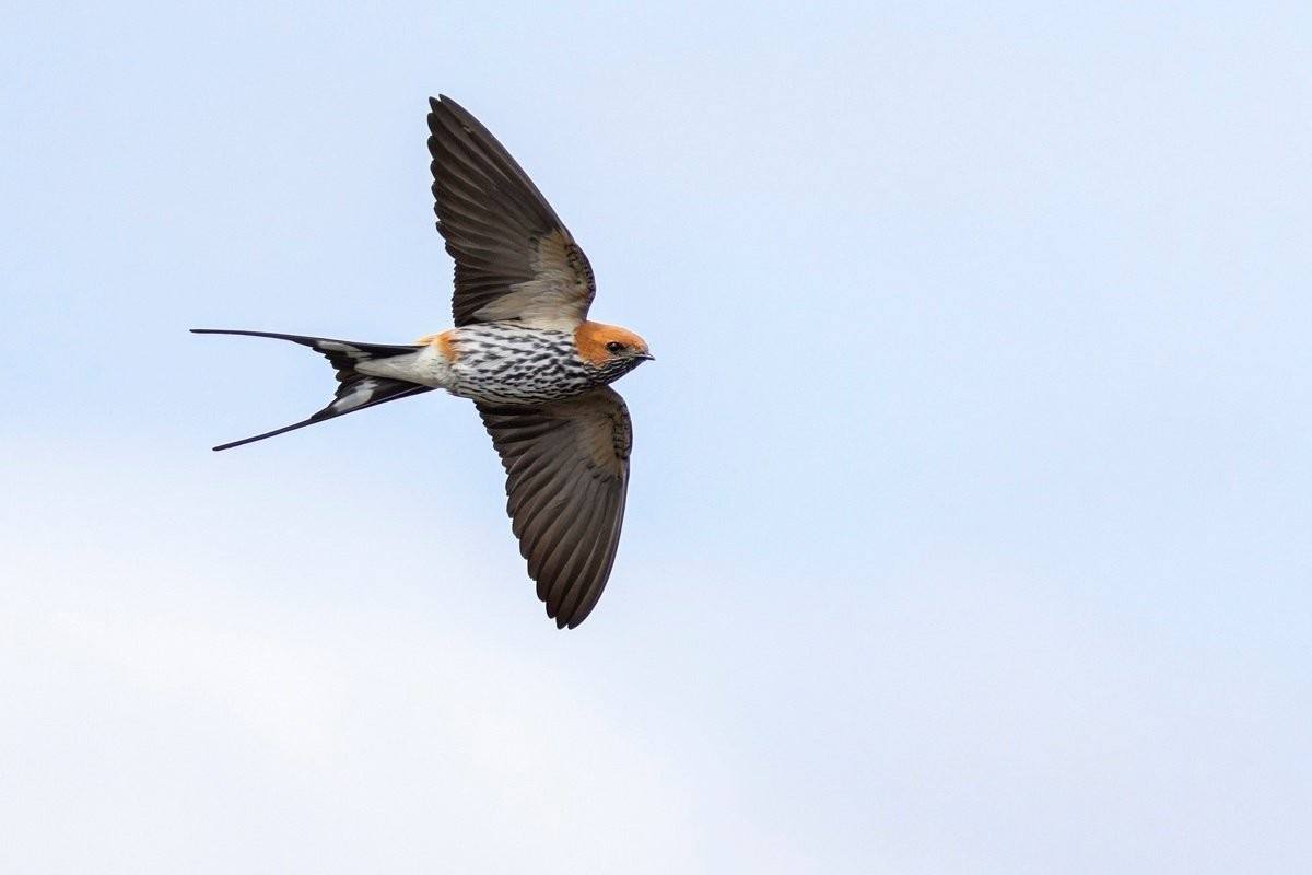 Sabi Sabi Benjamin Loon Lesser Striped Swallow In Flight Air