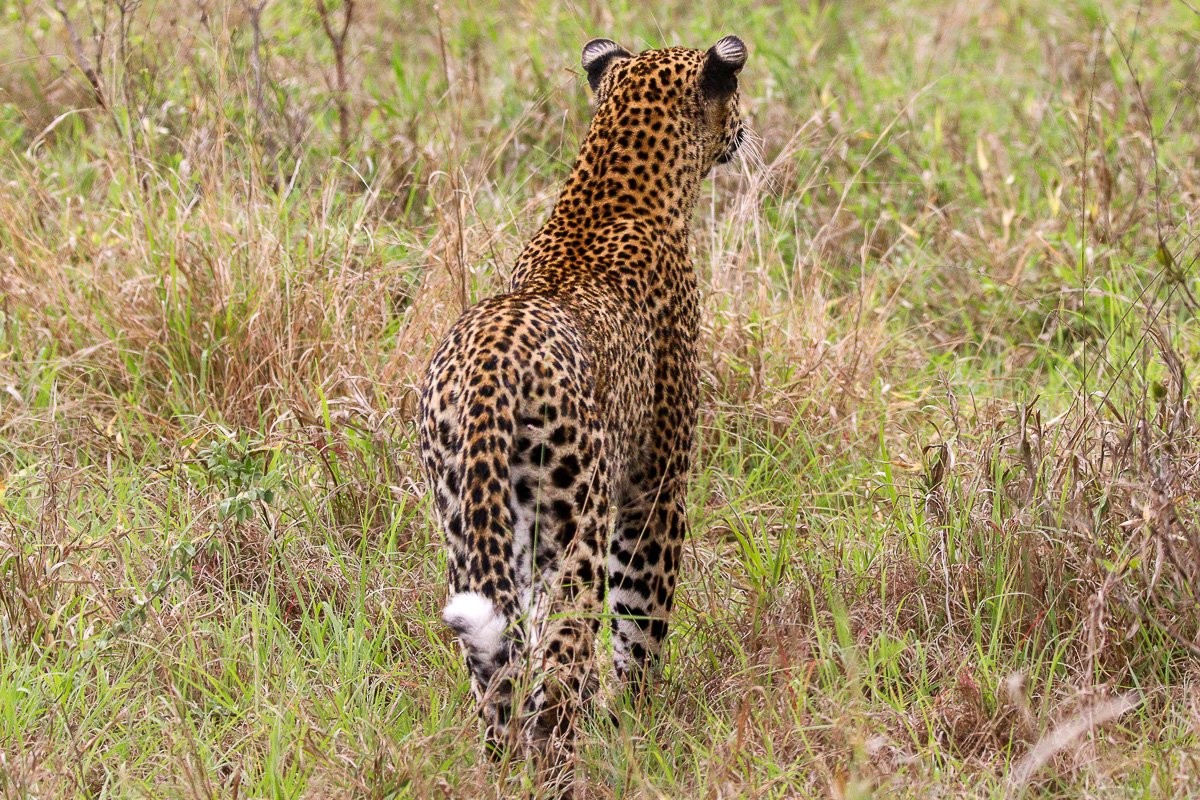 Sabi Sabi Jana Du Plessis Kurhula Leopardess Moving Through Territory