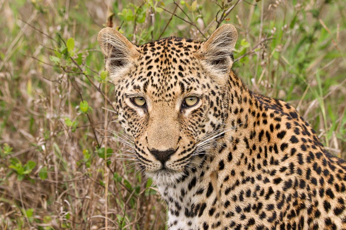 Sabi Sabi Jana Du Plessis Kurhula Leopardess Scent Marking Territory