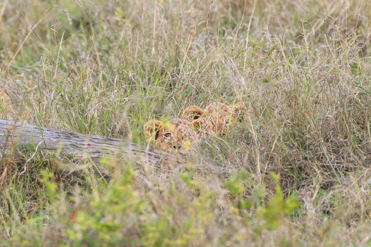 Two of the Southern Pride cubs concealed within the long grass of the bushveld