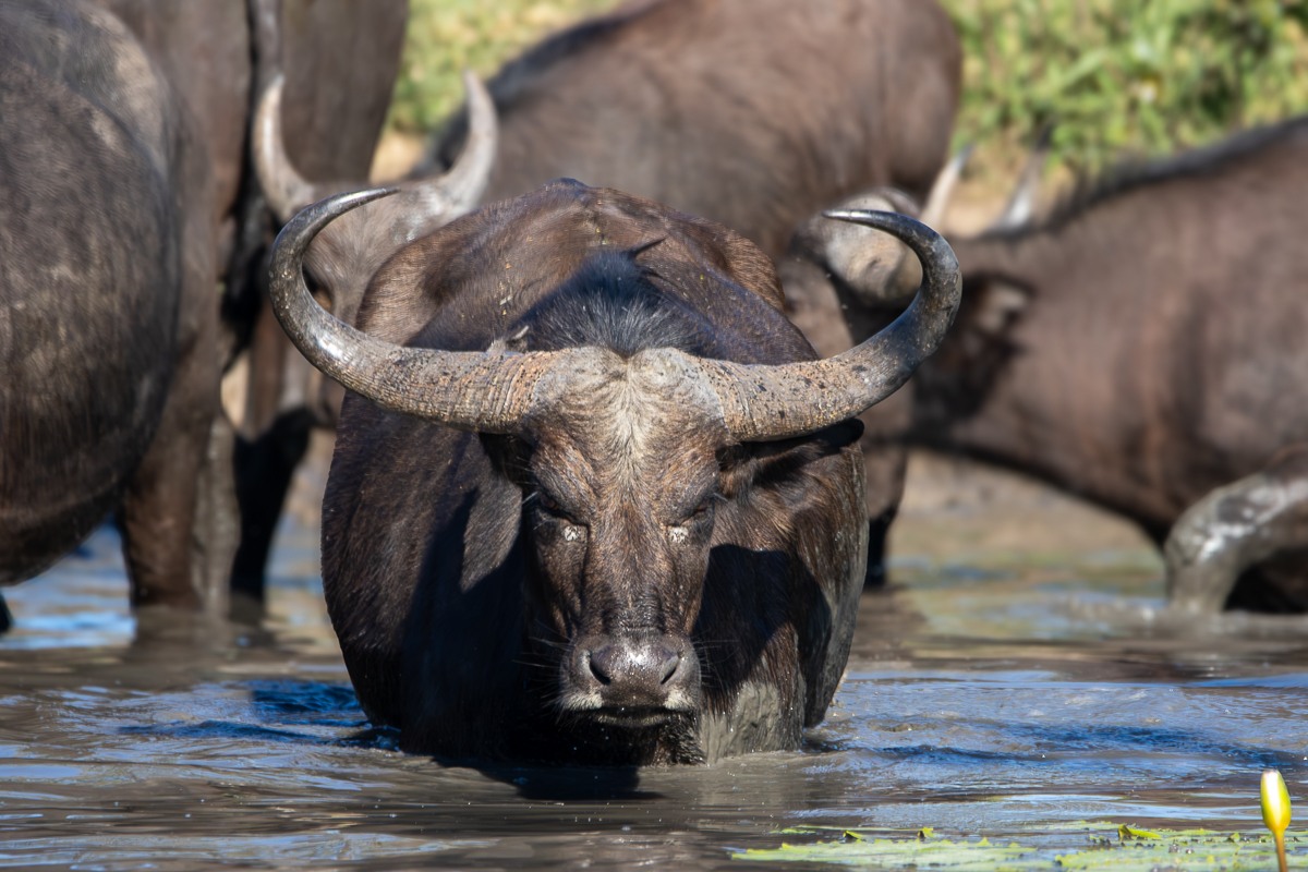 A herd buffalo keeping cool in the water source they are currently at