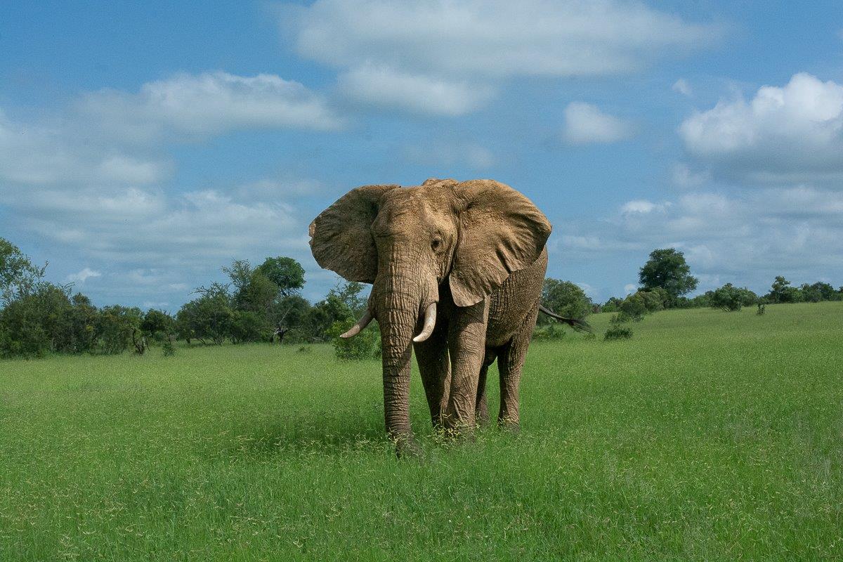 An elephant walks through the green and lush veld. An elephant walks through the green and lush veld.