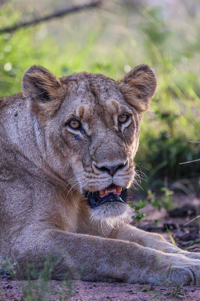 Following fresh tracks, we found the Southern Pride resting on the road. Following fresh tracks, we found the Southern Pride resting on the road.