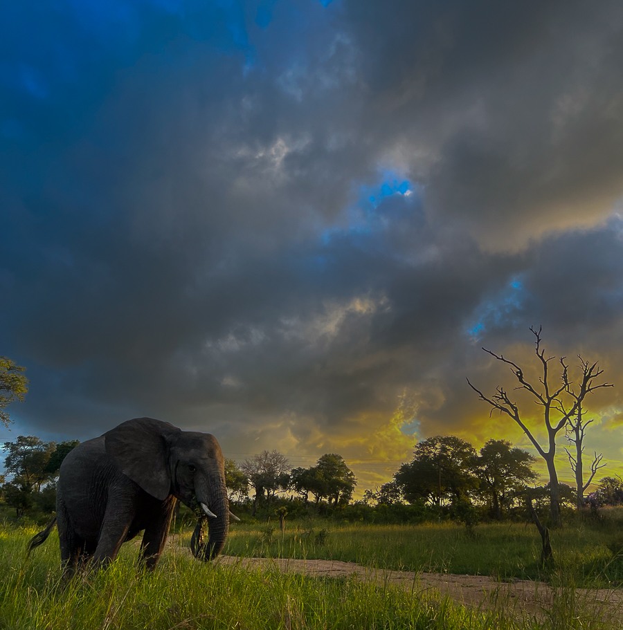 Jason Street Elephant Jason Street Elephant