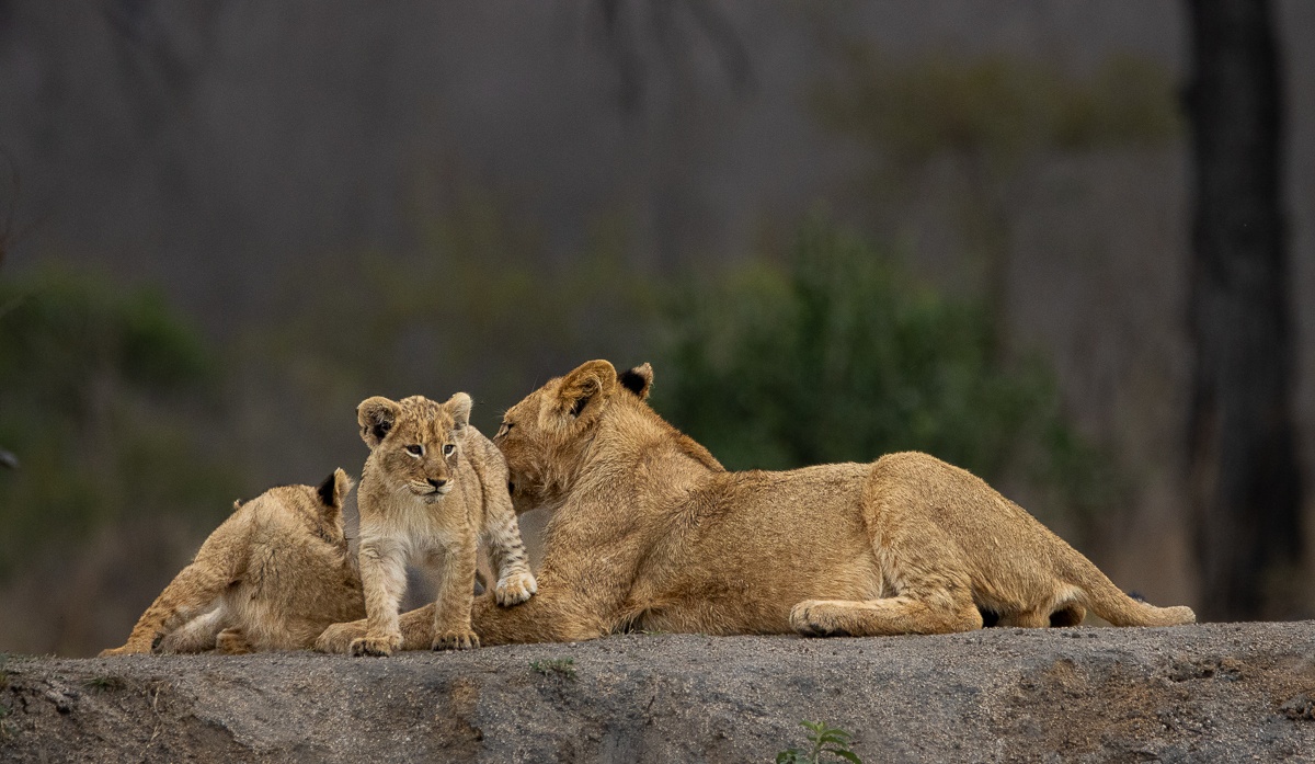 Lion cubs resting close together, a visual representation of harmony and peace within the pride.