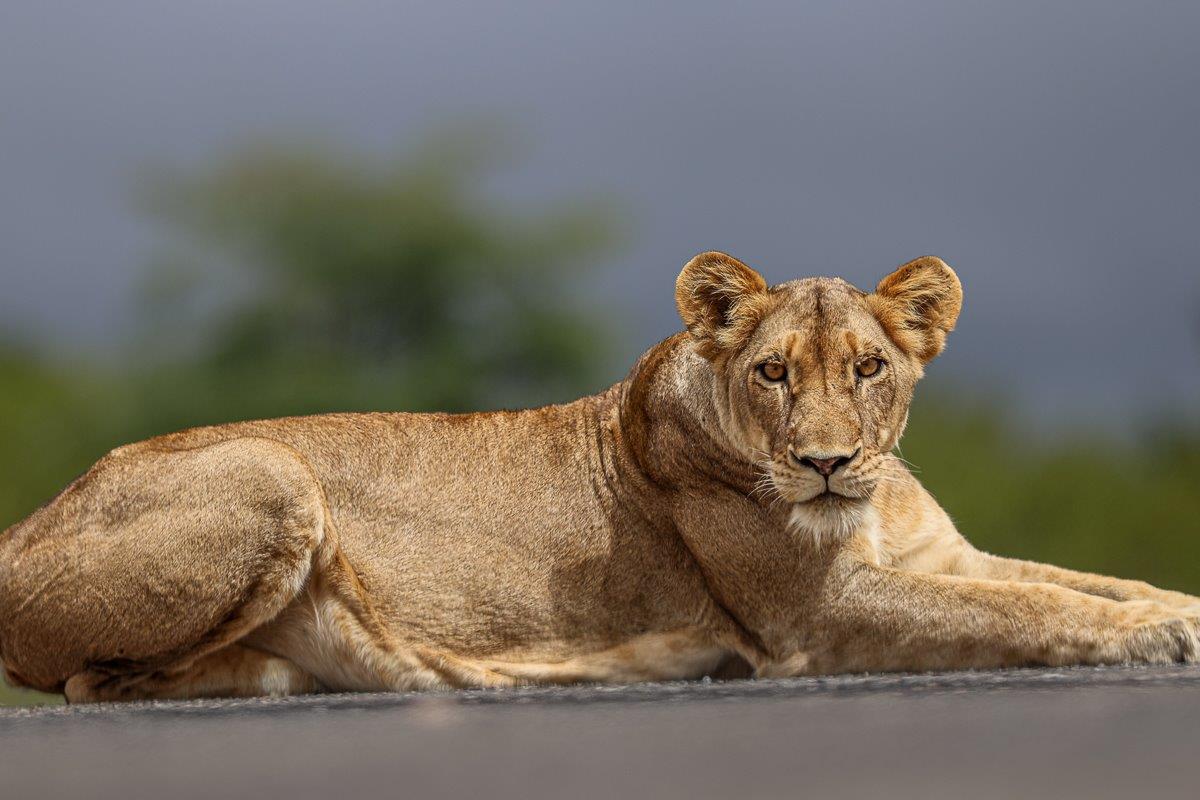 Sabi Sabi Ruan Mey Southern Pride Lioness Sabi Sabi Ruan Mey Southern Pride Lioness