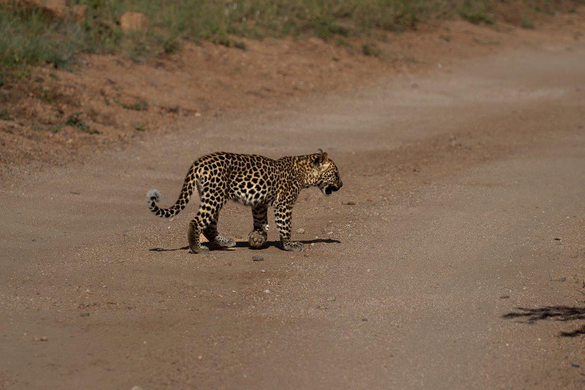 Sabi Sabi Franco Hay Golonyi Cub On Road Sabi Sabi Franco Hay Golonyi Cub On Road