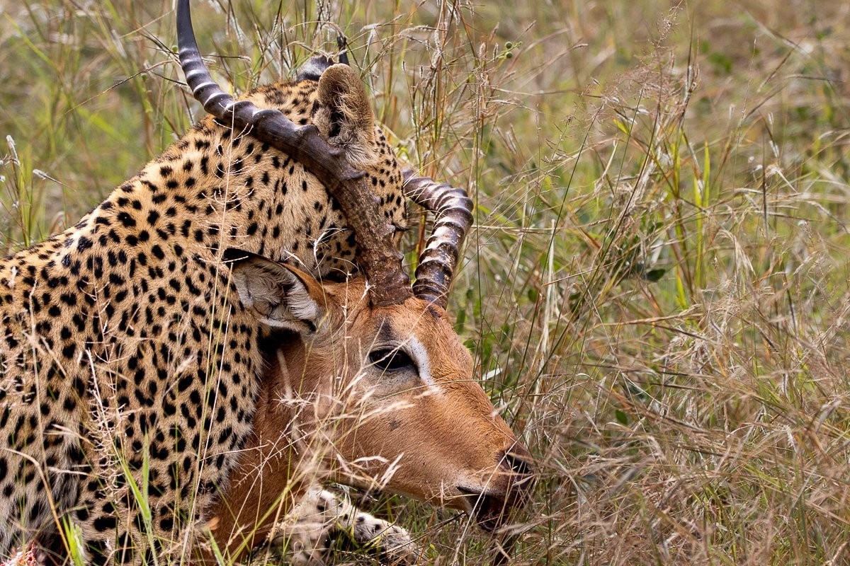 Golonyi with impala kill. Golonyi with impala kill.