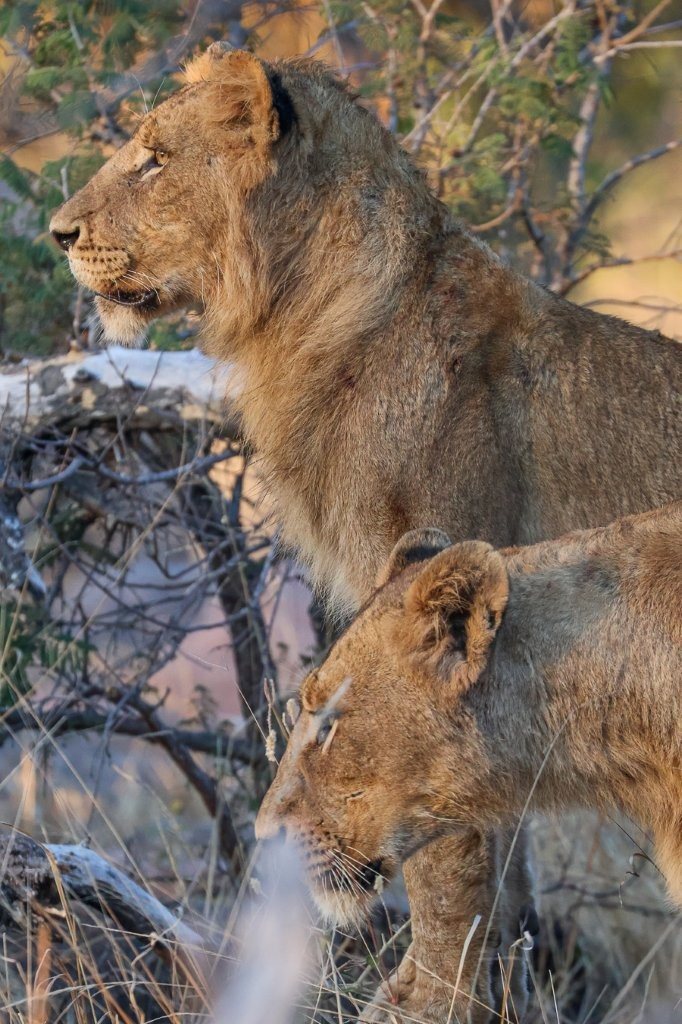 Sabi Sabi Ruan Mey Southern Pride In Golden Light Sabi Sabi Ruan Mey Southern Pride In Golden Light