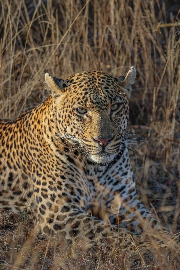 Sabi Sabi Ruan Mey Khulwana Leopard Sabi Sabi Ruan Mey Khulwana Leopard