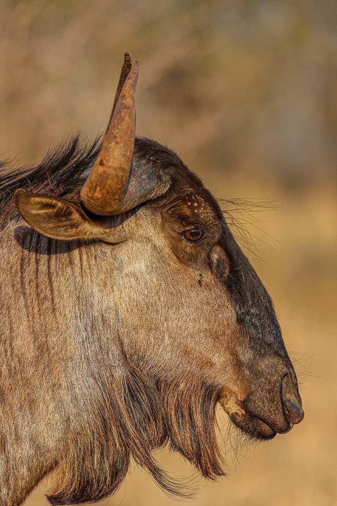 Sabi Sabi Ruan Mey Wildebeest Sabi Sabi Ruan Mey Wildebeest