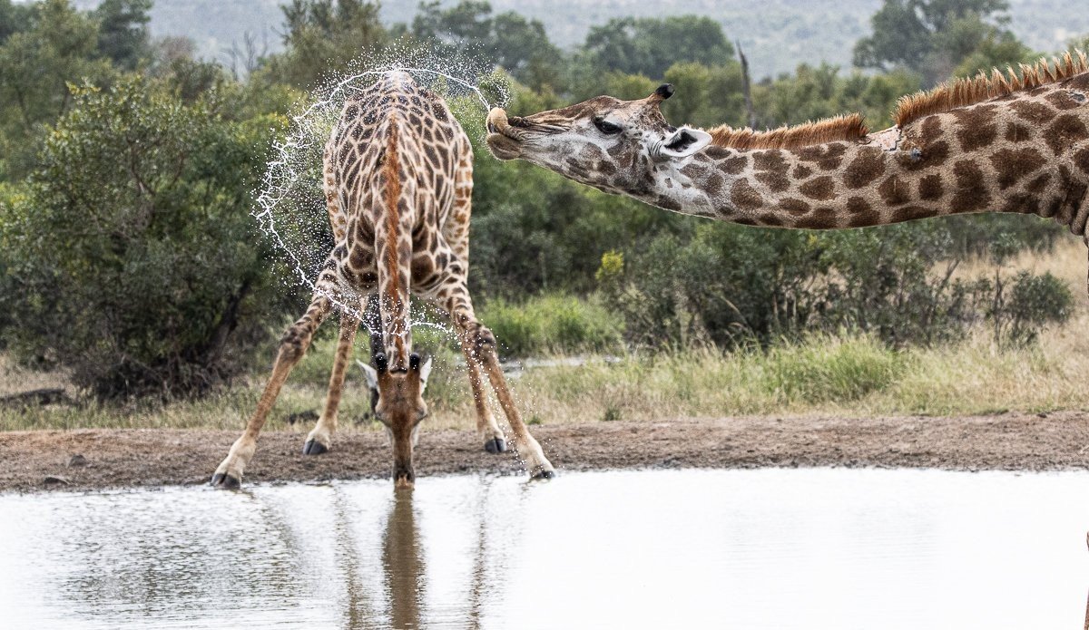 Giraffes drinknig at a waterhole near Sabi Sabi. Giraffes drinknig at a waterhole near Sabi Sabi.