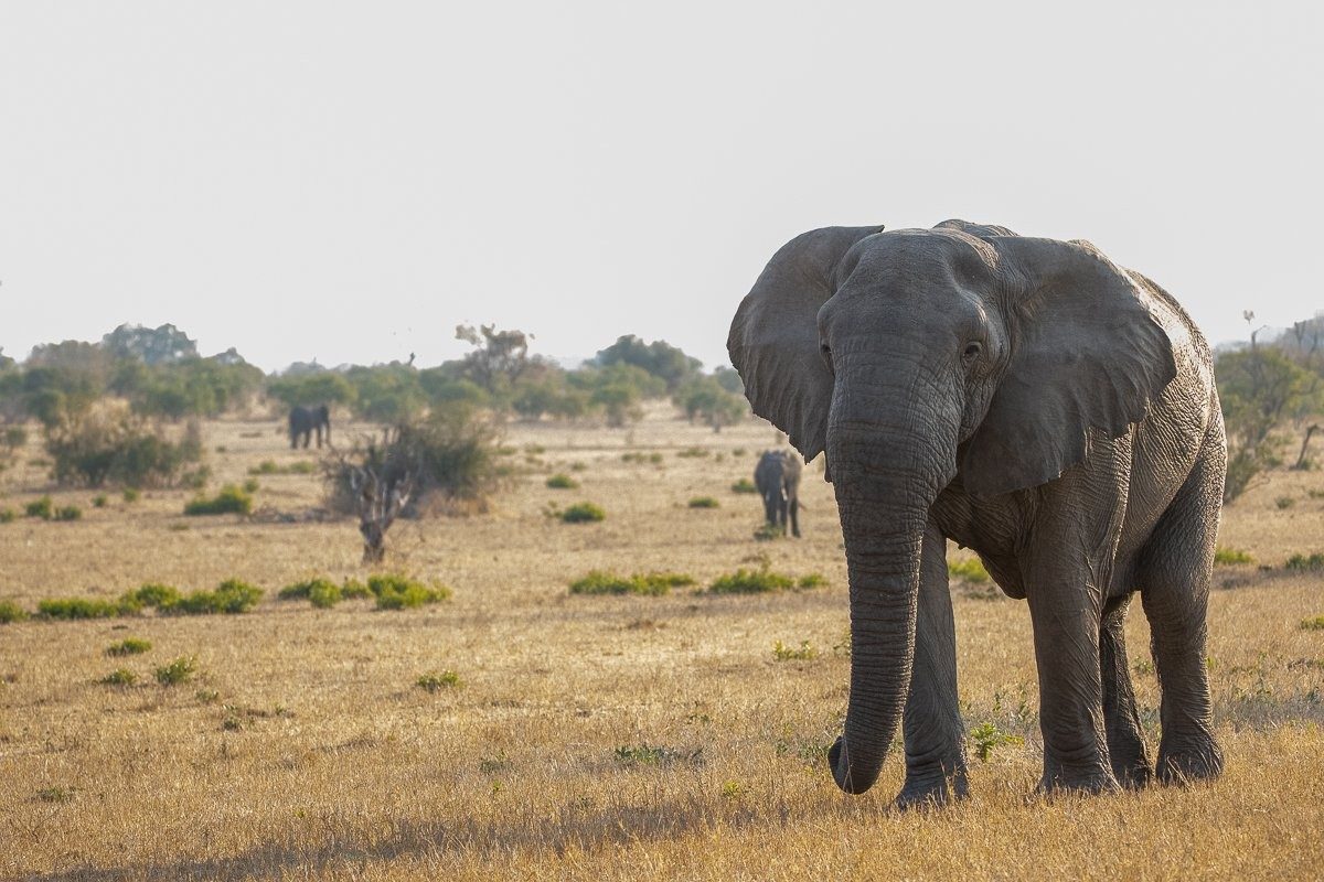 Sabi Sabi Ronald Mutero Elephant Sabi Sabi Ronald Mutero Elephant