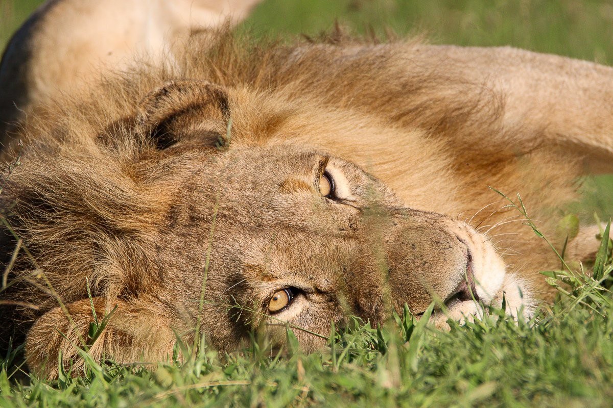 A male lions rests in the grass.