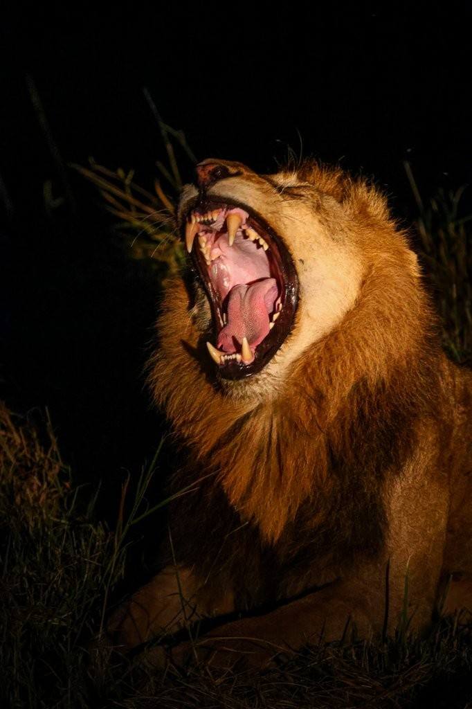 Sabi Sabi Ruan Mey Male Lion Call Brothers