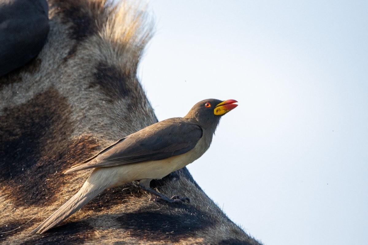 Oxpeckers perched on a giraffe's back demonstrating their symbiotic relationship.