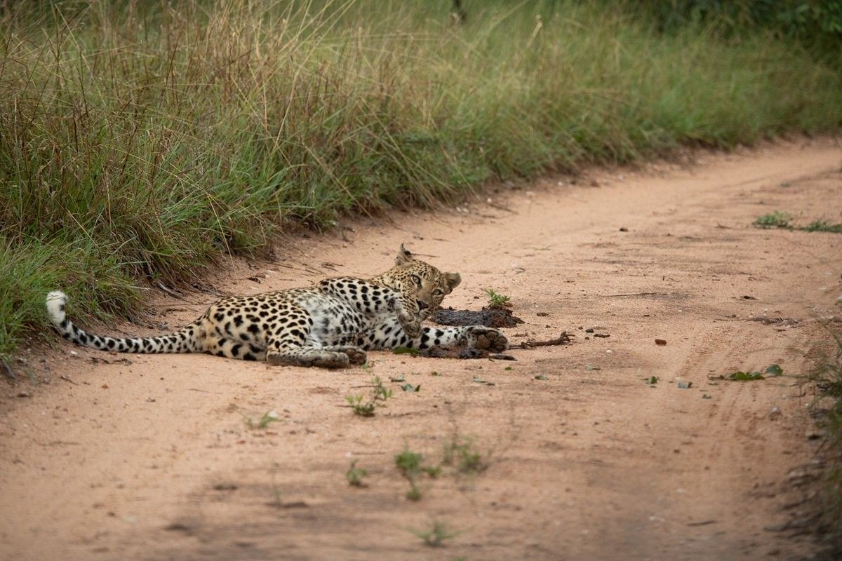Leopard lying relaxed on a dirt road during safari