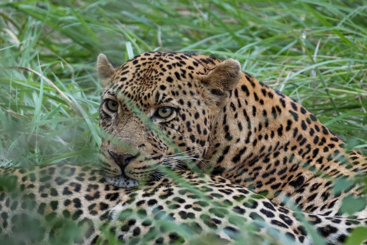 Nsuku male leopard during mating interaction in the bush.