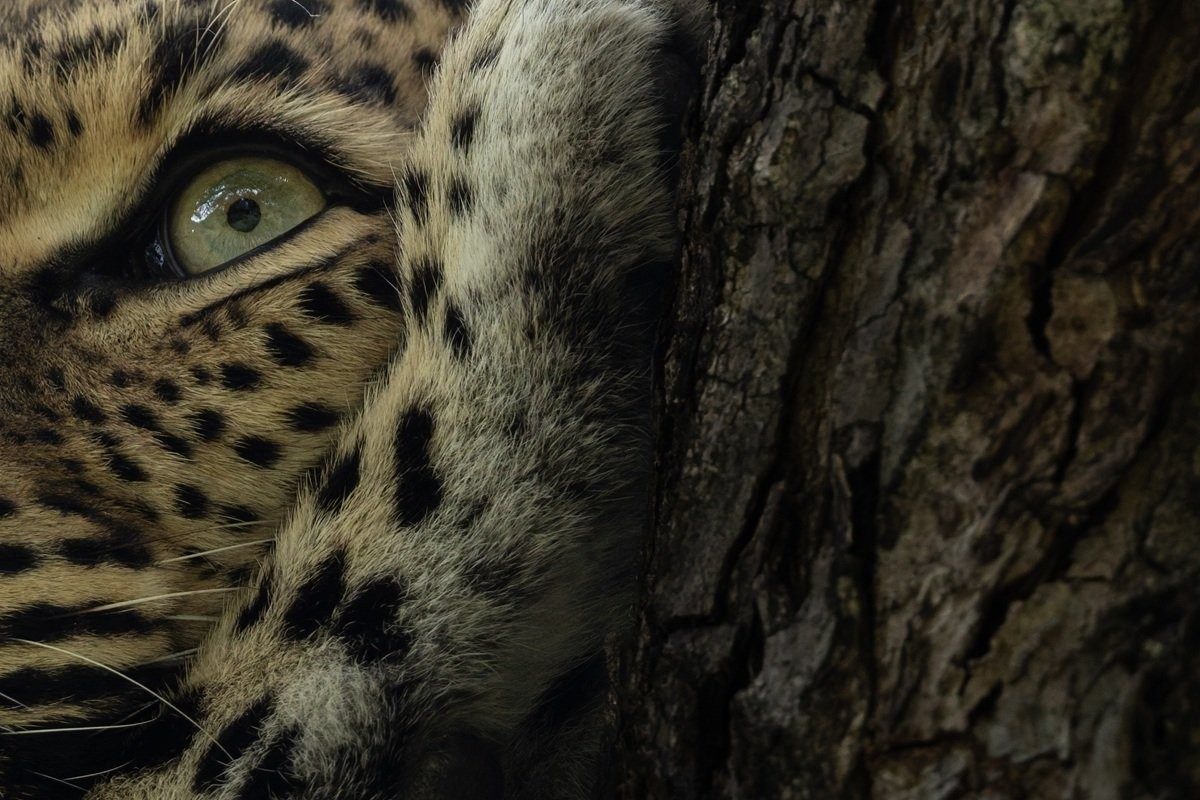 Sabi Sabi Benjamin Loon Golonyi Leopard Tree Portrait