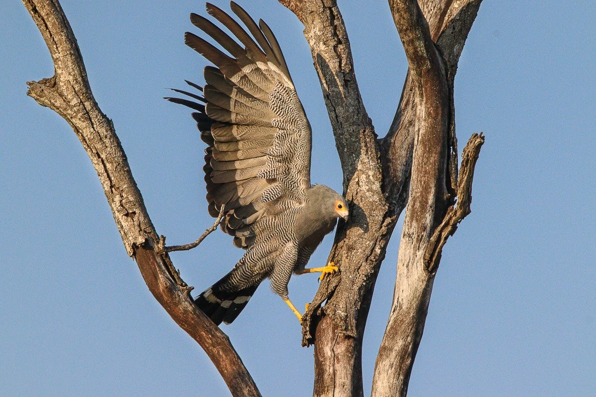 African Harrier Hawk perched in a tree displaying acrobatic foraging behaviour