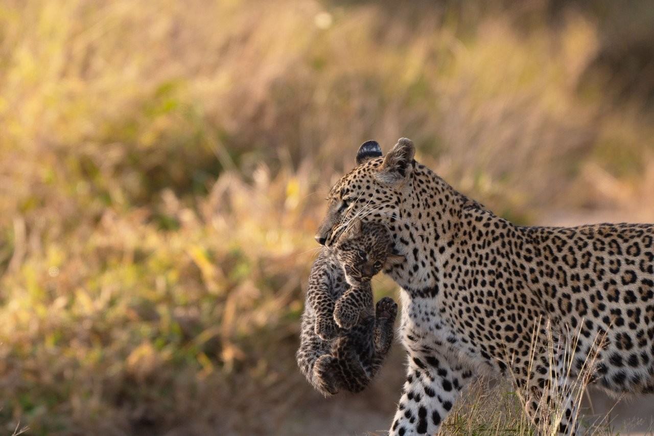 Young leopard cub carried by Golonyi.