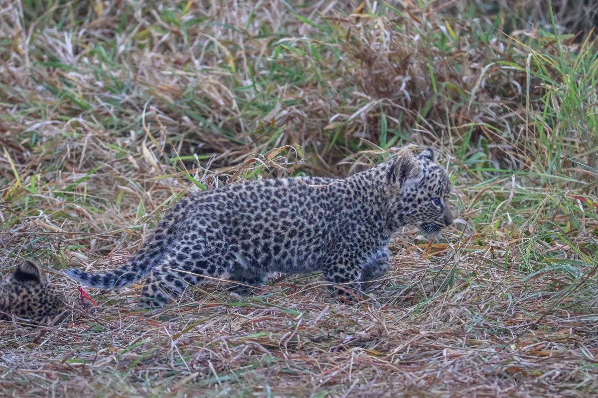Young leopard cub navigating the grassy terrain while learning to climb and explore.
