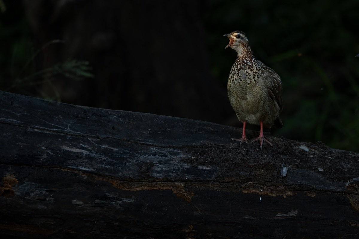 A Crested Francolin calling loudly while standing along a bushveld road.