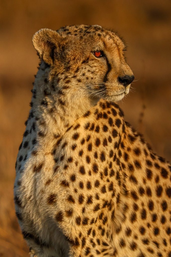An alert female cheetah using windy conditions to improve her chances of a successful hunt.