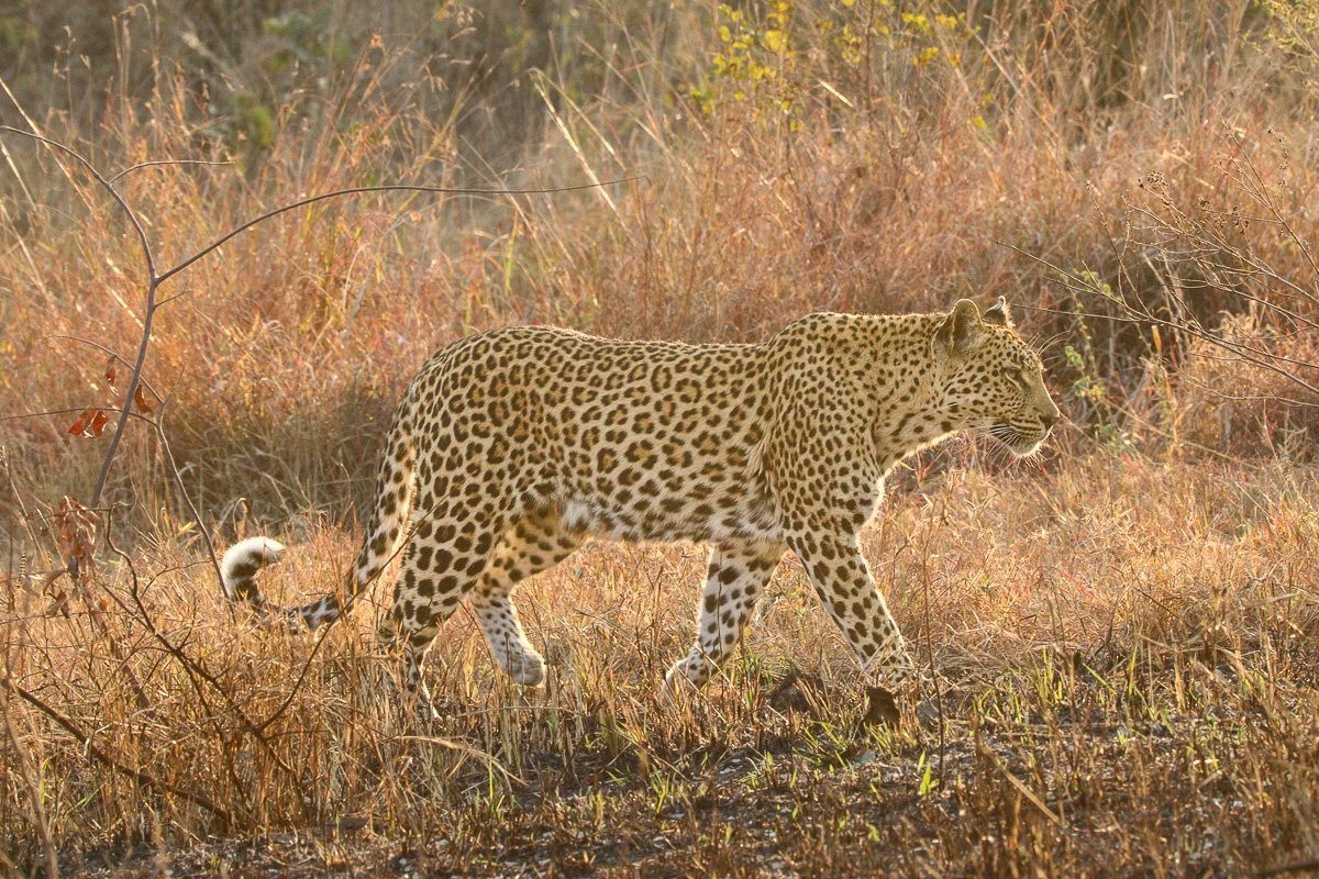 Golonyi female leopard in the Sabi Sabi wilderness
