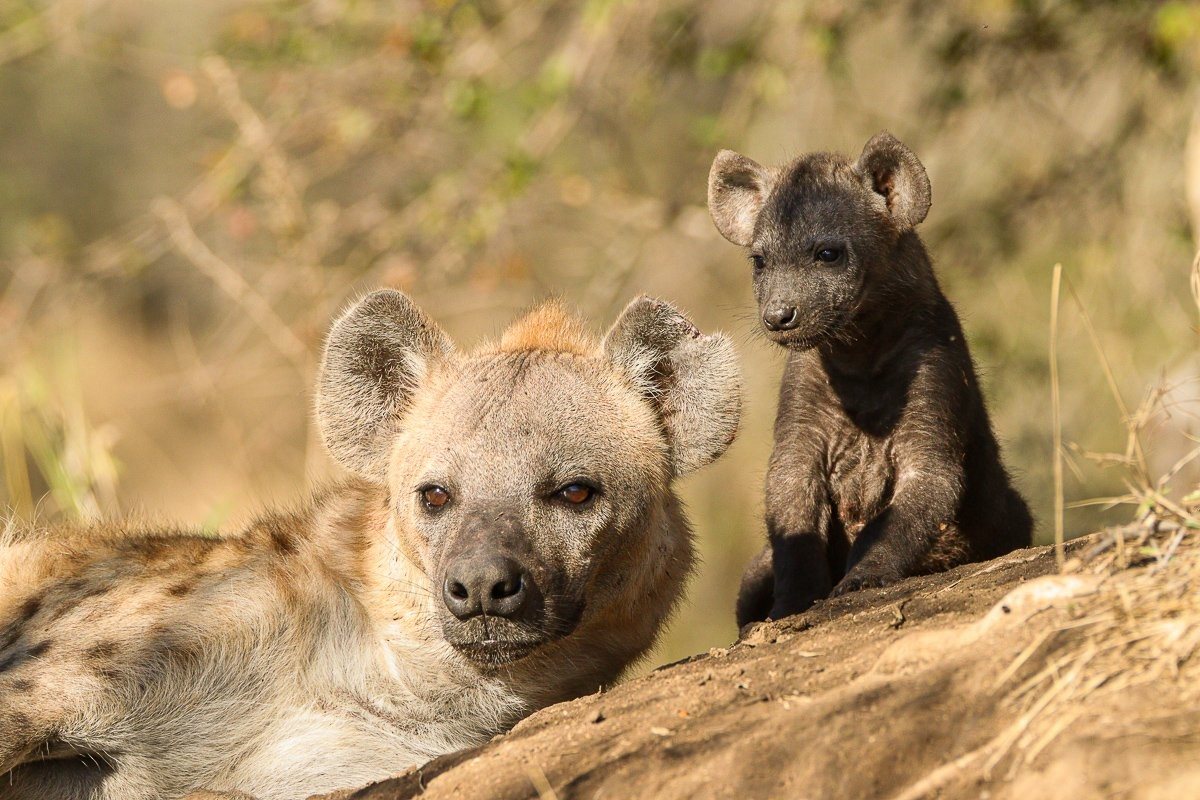 Young hyena cubs playing together near their den